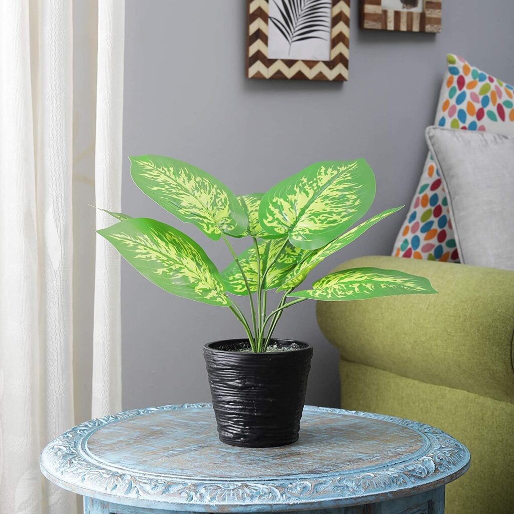 Foliyaj Money Plant with 9 Large Leaves for Indoor/Outdoor