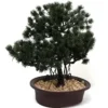 Banyan With Pine Leaves Artificial Bonsai Tree