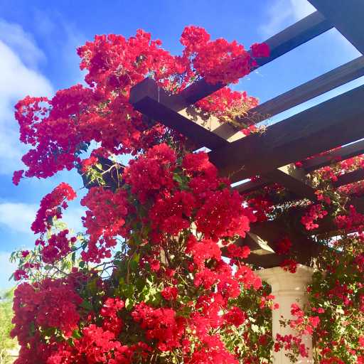 bougainvillea artificial plant