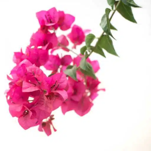 bougainvillea artificial plant