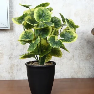 Artificial Poliscias Plant With Black Pot