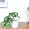 Artificial arrowhead Plant with Pot