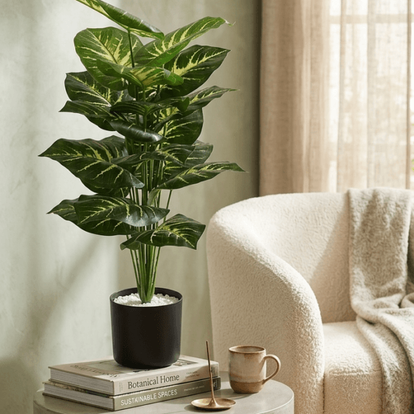 2 ft tall plants