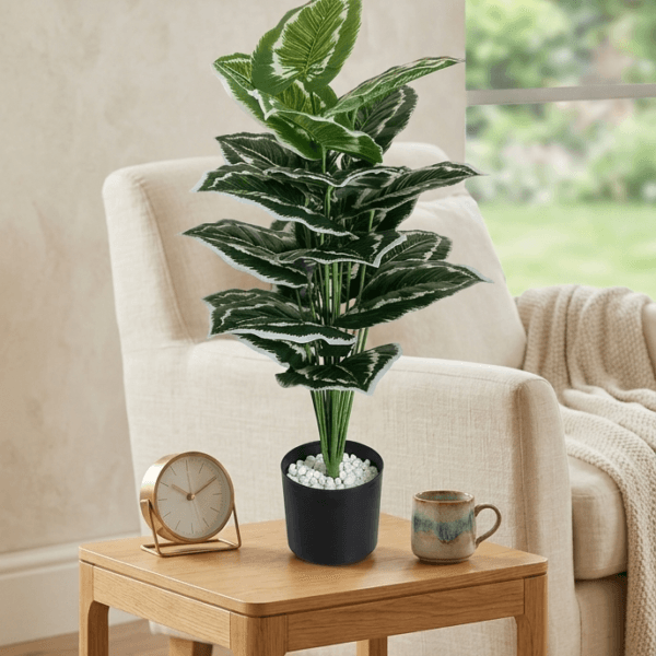 2 ft tall plants