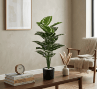 2 ft tall plants