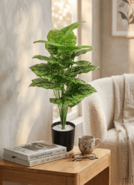 2 ft tall plants
